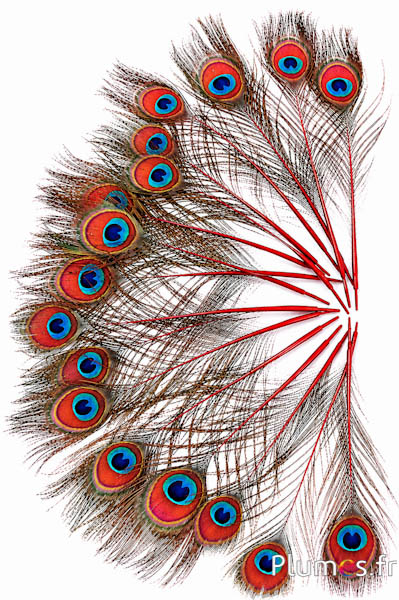 Pavone blu miniatura - 15-25 cm - rosso